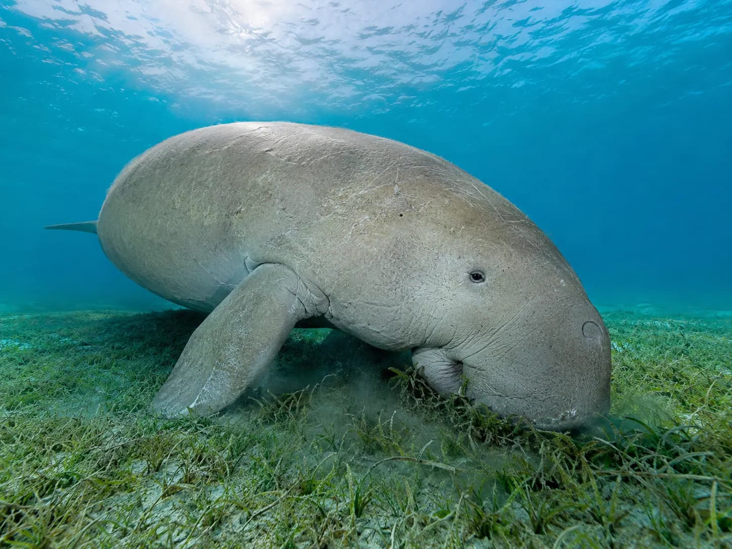 Underwater photo from a Red Sea dive trip in Marsa Alam