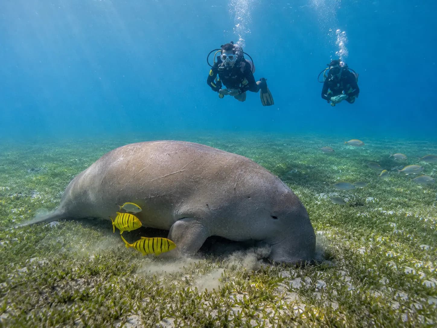 Underwater photo from a Red Sea dive trip in Marsa Alam