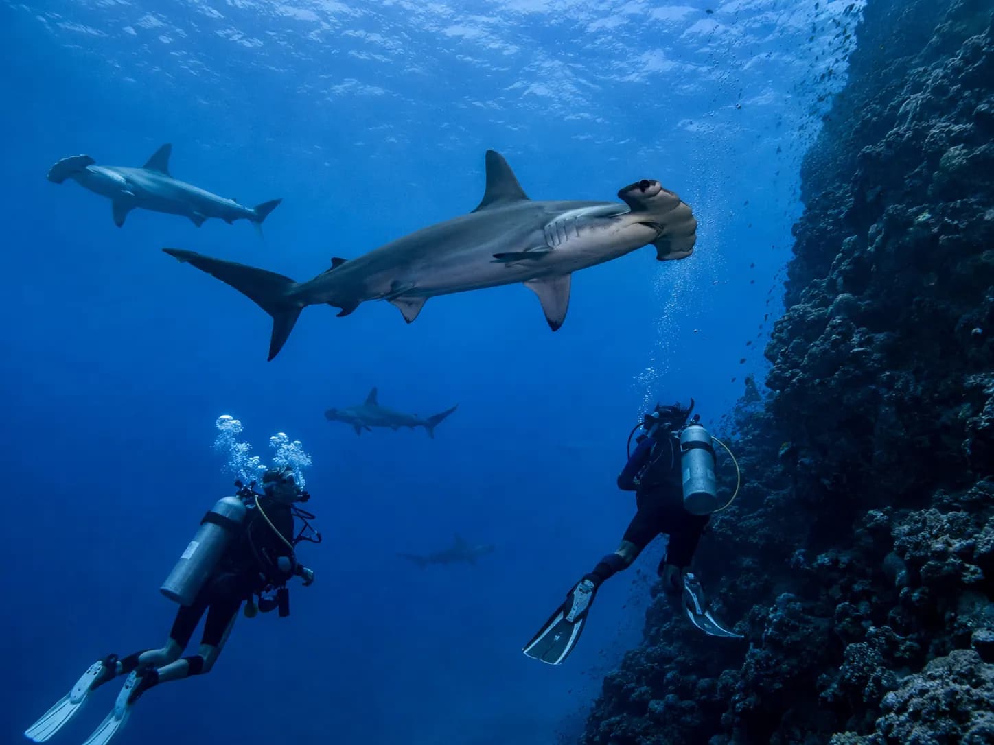 Underwater photo from a Red Sea dive trip in Marsa Alam