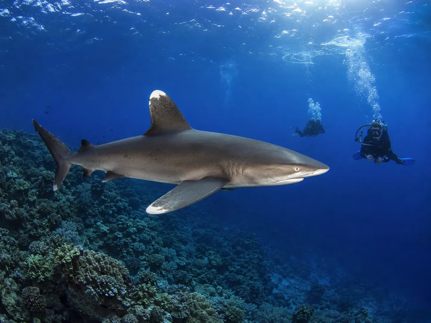 Underwater photo from a Red Sea dive trip in Marsa Alam