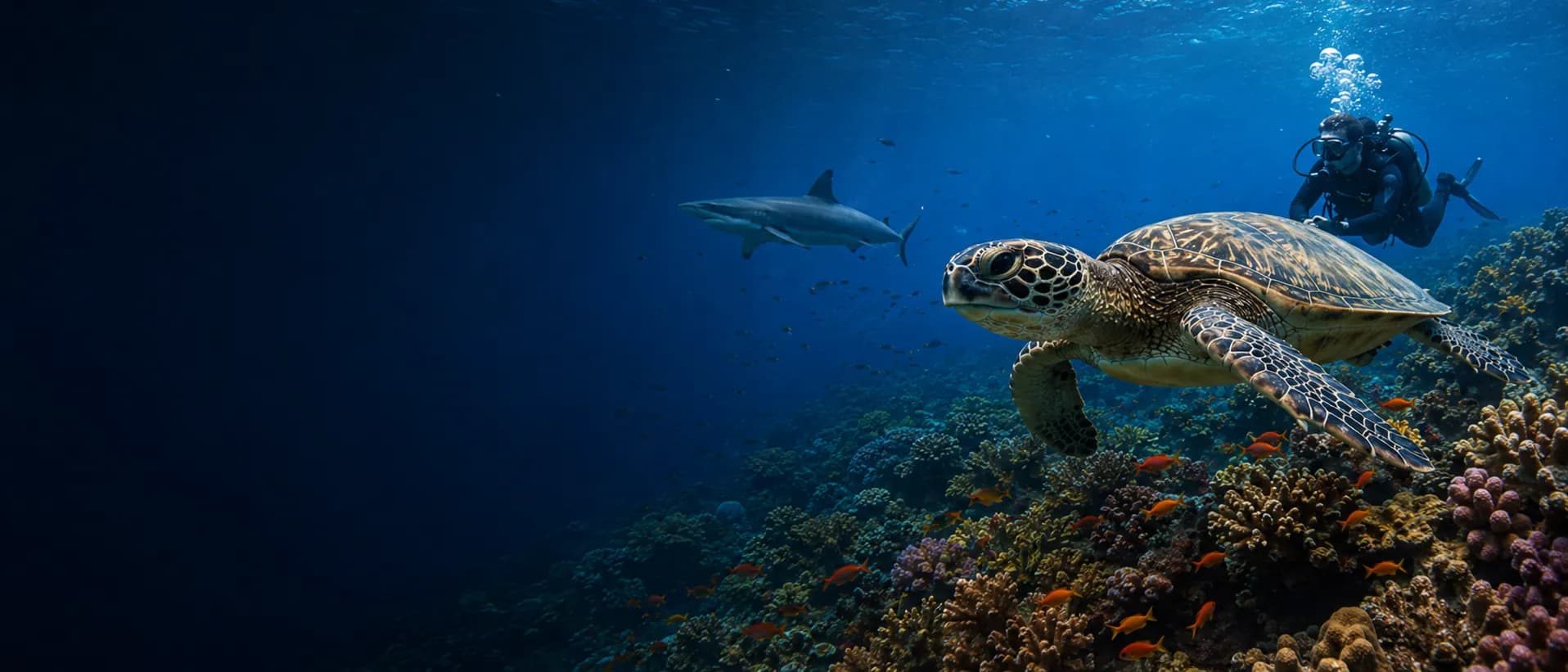Sea turtle, reef shark, and diver at a Red Sea reef