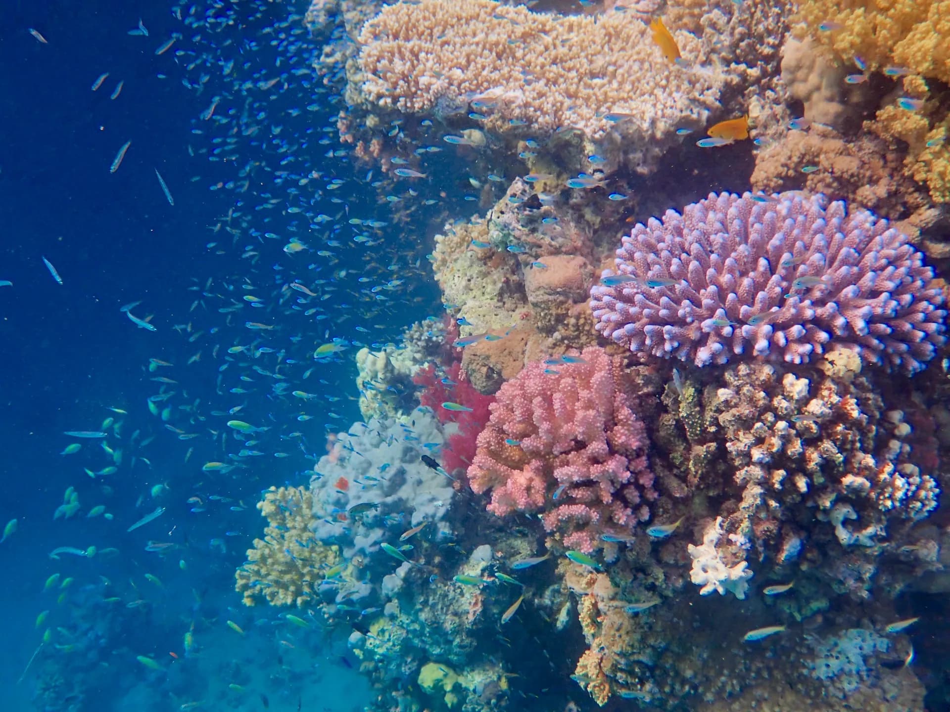 Underwater view of Halq Al-Shouna, Marsa Alam Red Sea