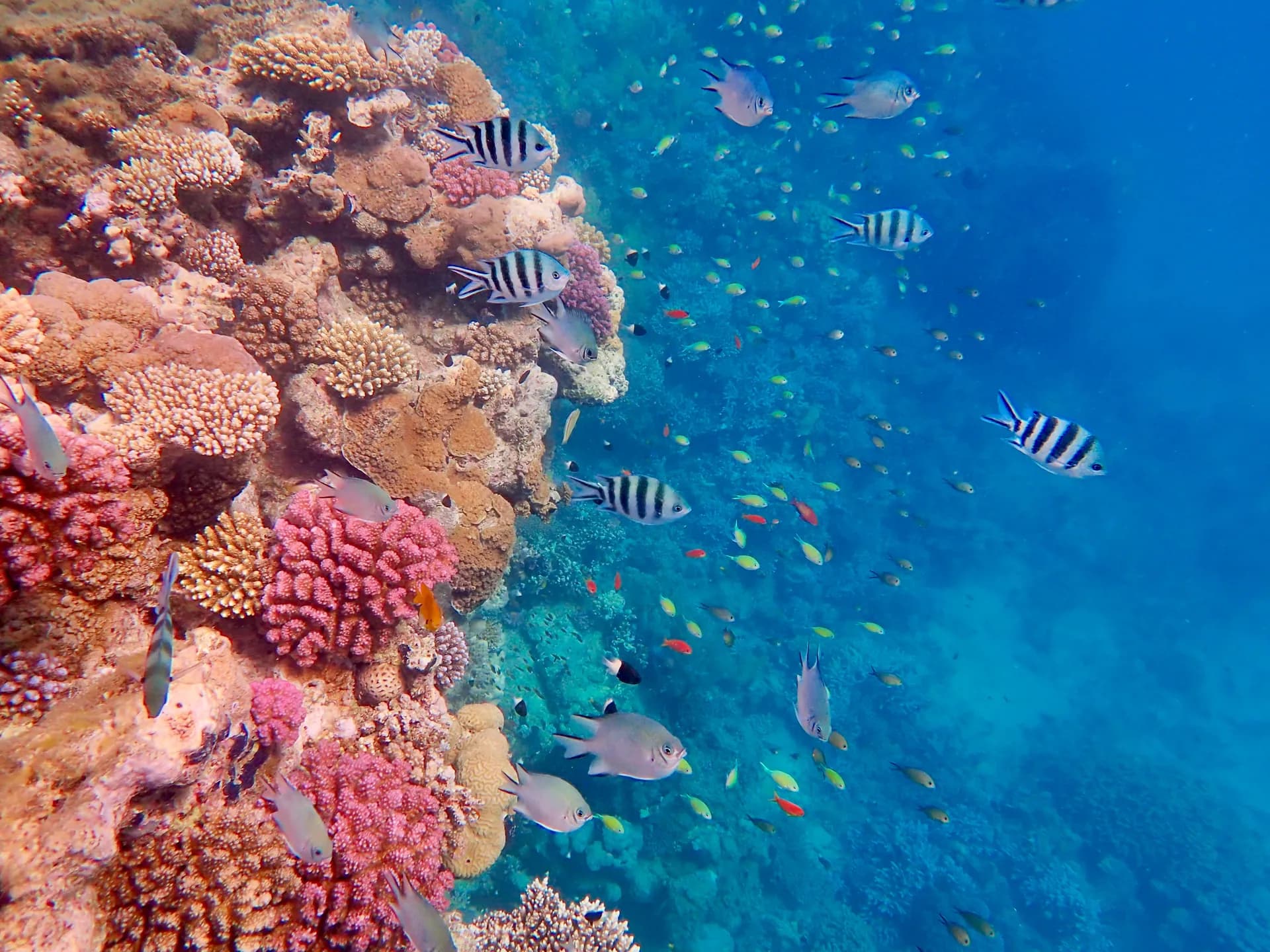 Underwater view of Gebel El Rosas, Marsa Alam Red Sea