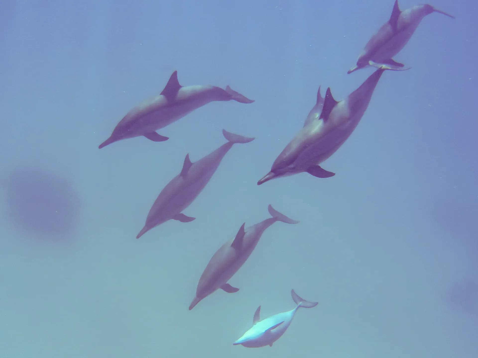 School of spinner dolphins swimming together at Sataya Reef, southern Red Sea