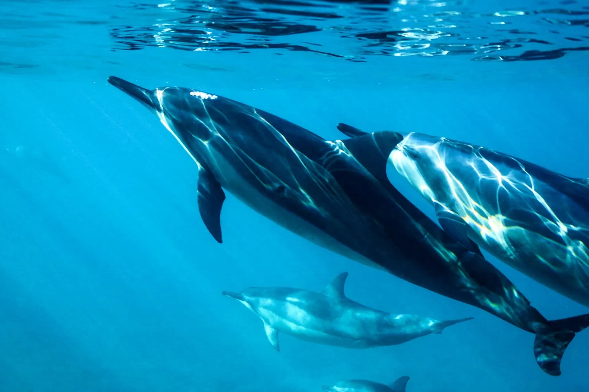 Dolphin House