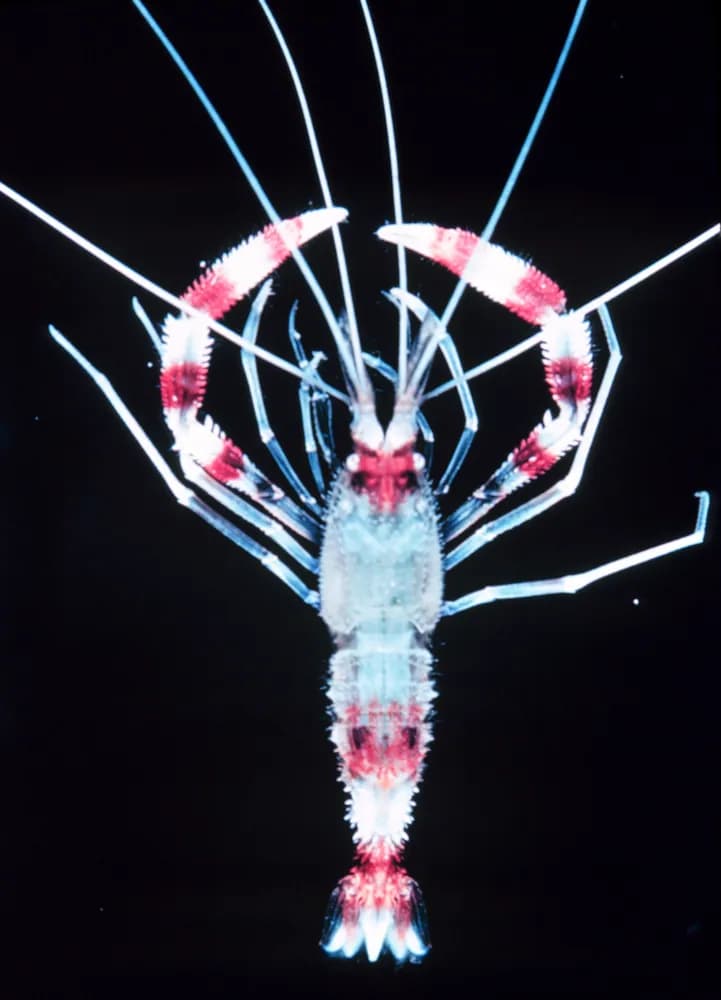 Kreveta korálová pruhovaná (Stenopus hispidus)