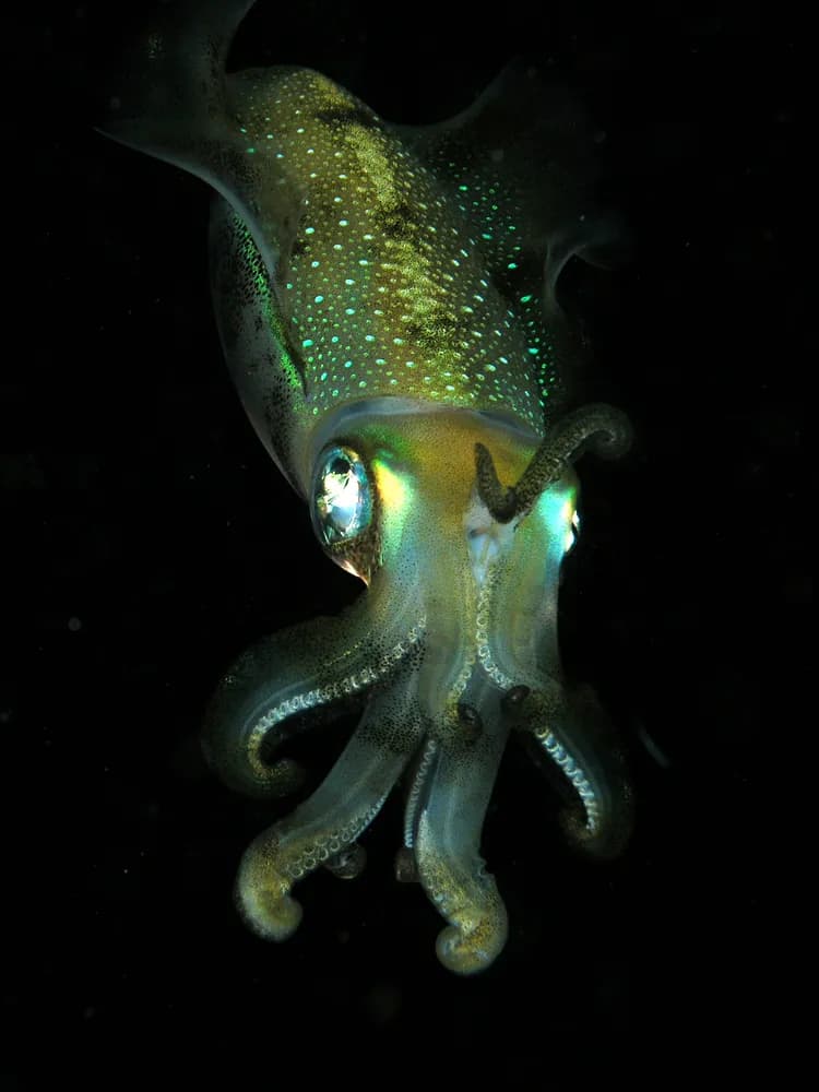 莱氏拟乌贼 (Sepioteuthis lessoniana)