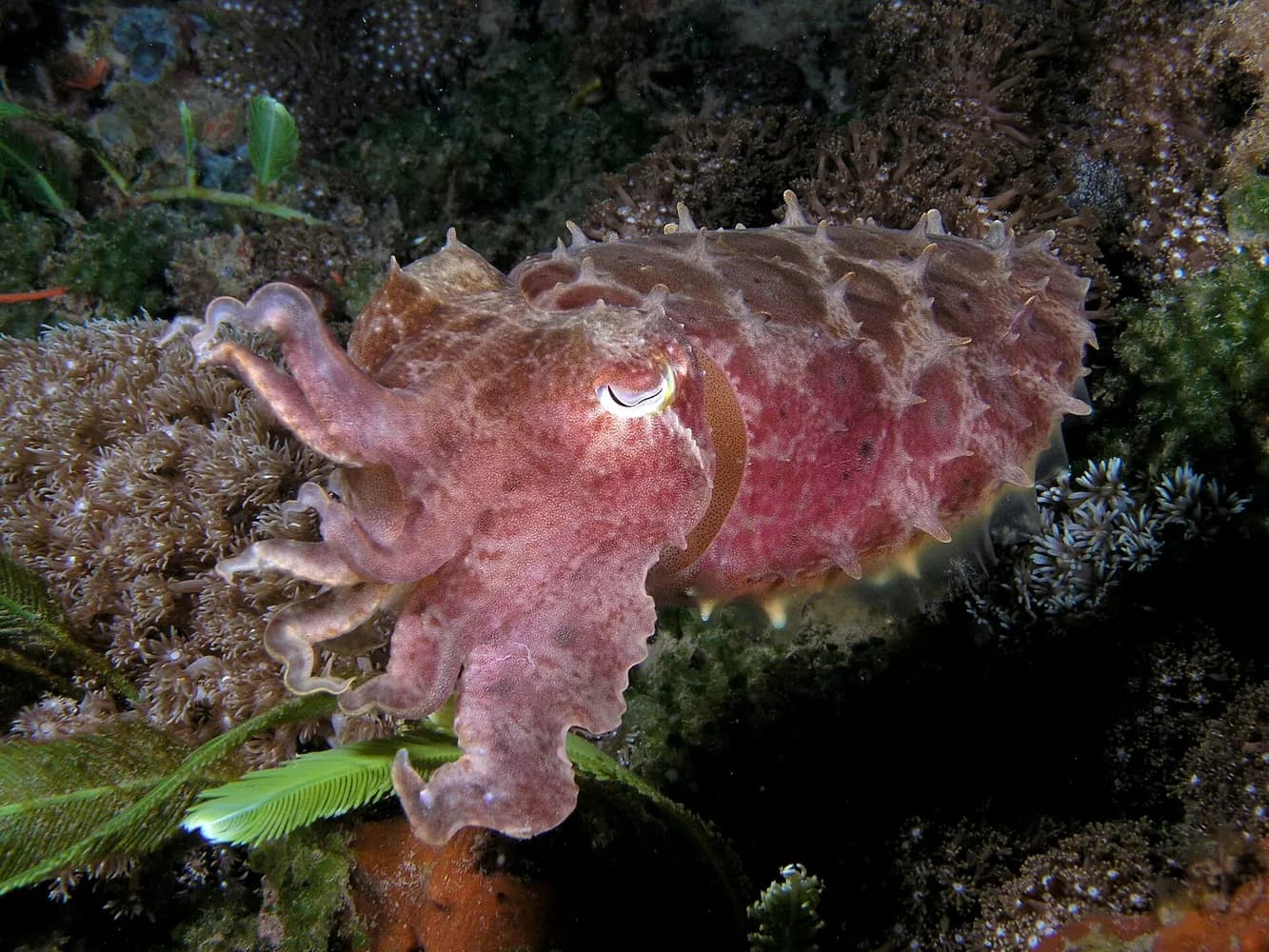 宽腕乌贼 (Sepia latimanus)