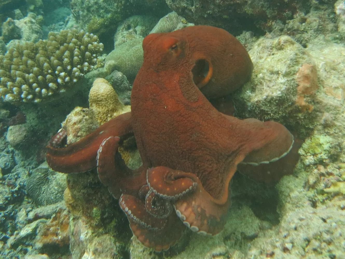 蓝章 (Octopus cyanea)