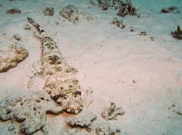 Krokodylowiec (Papilloculiceps longiceps)