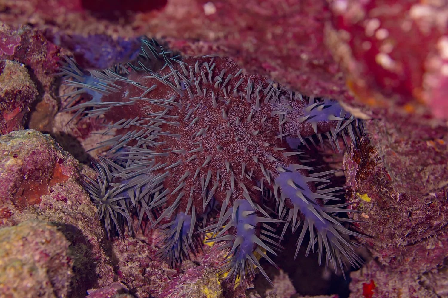 Hvězdice trnová (Acanthaster planci)