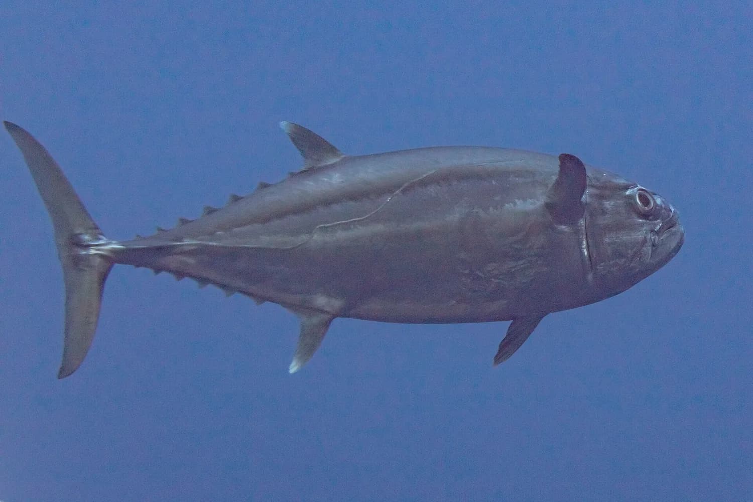 Hundszahn-Thunfisch (Gymnosarda unicolor)