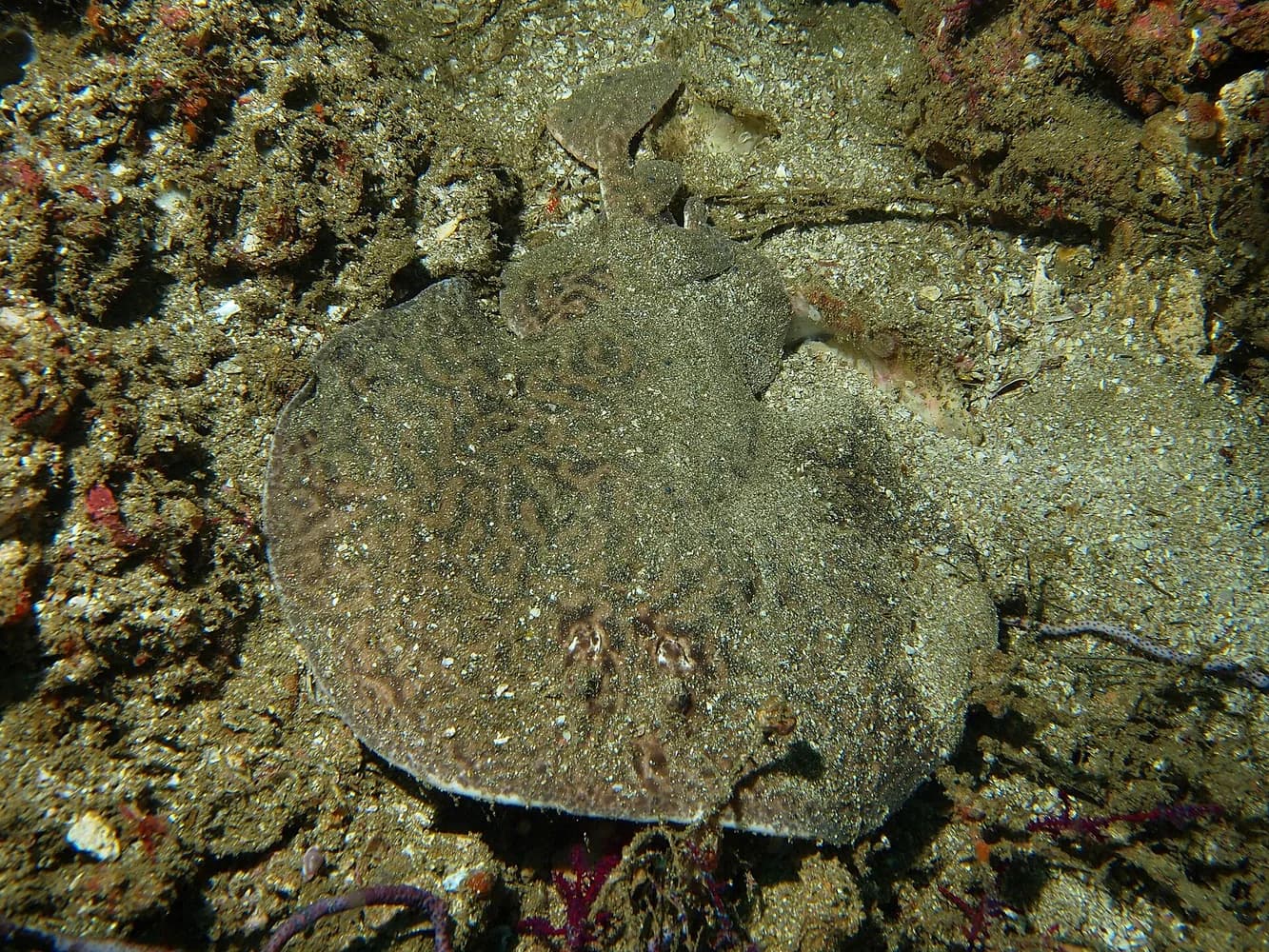 Parejnok mramorovaný (Torpedo sinuspersici)