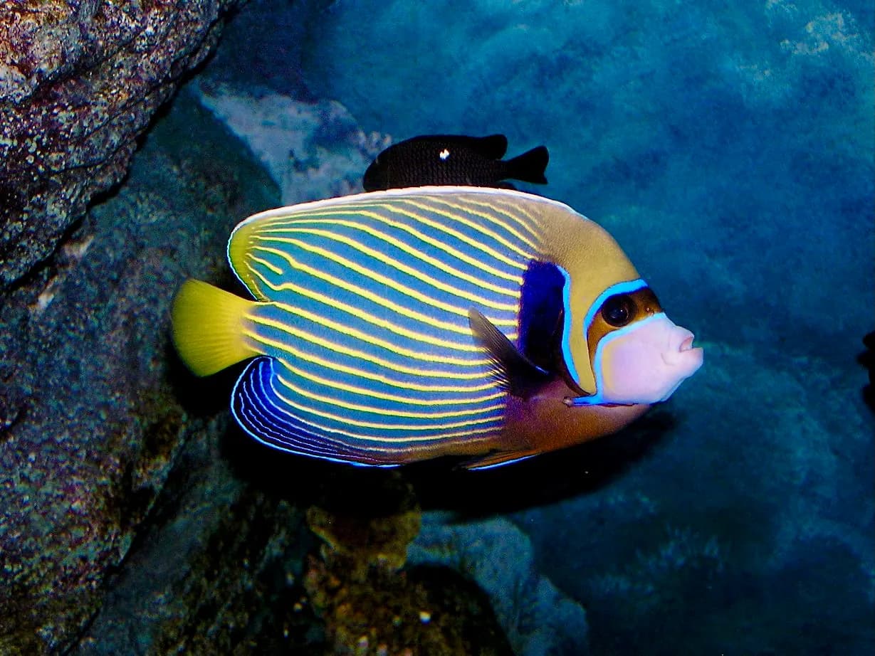 Pez angel emperador (Pomacanthus imperator)