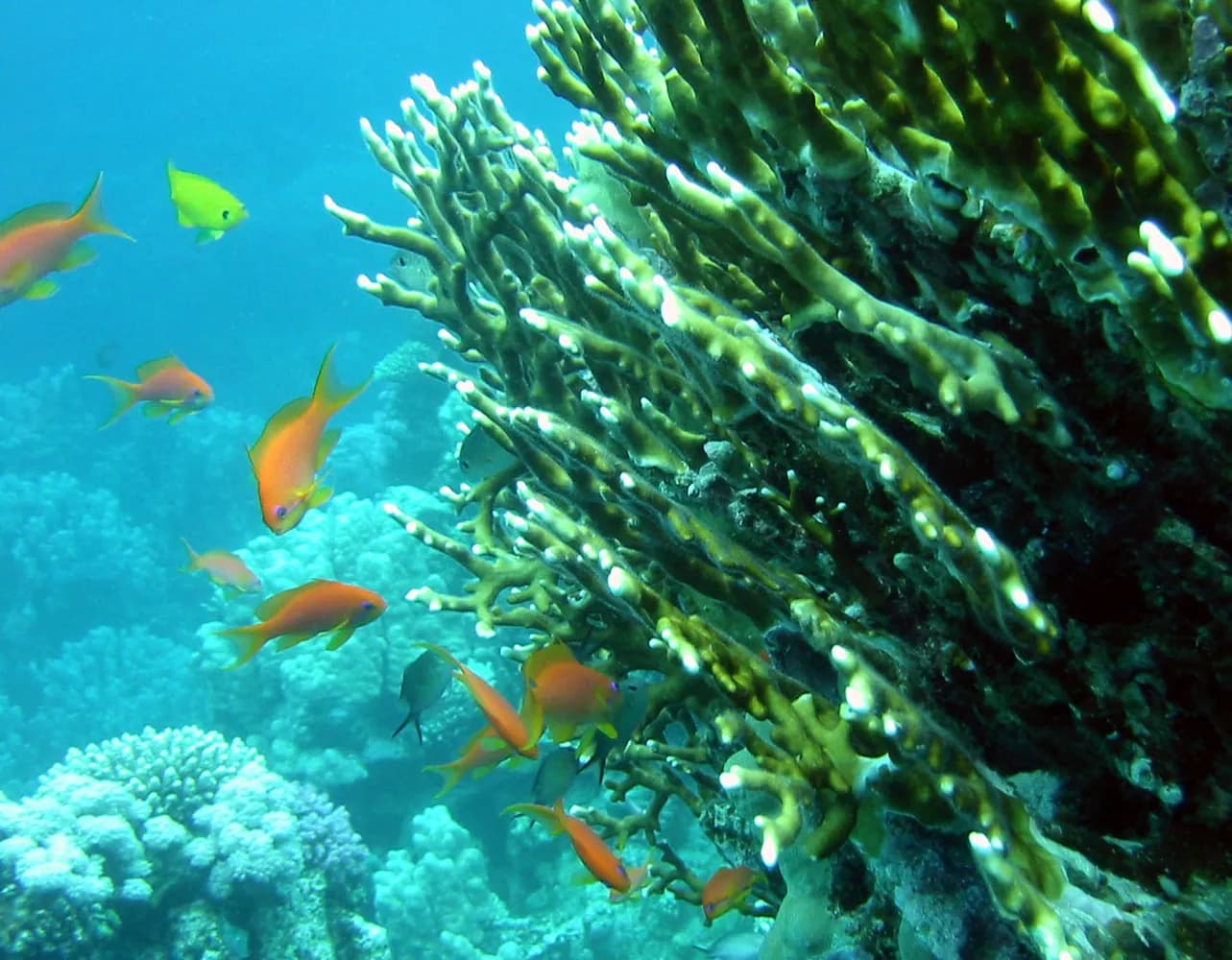 ファイアコーラル (Millepora spp.)