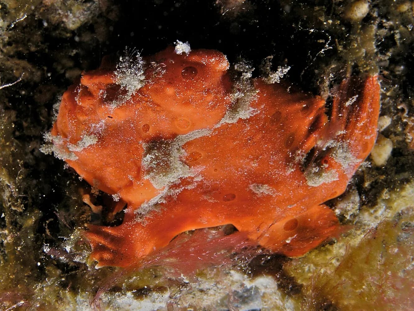 Żabnica barwna (Antennarius pictus)