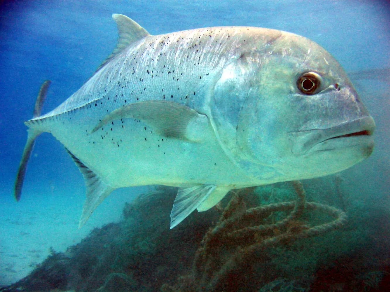 Riesenstachelmakrele (Caranx ignobilis)