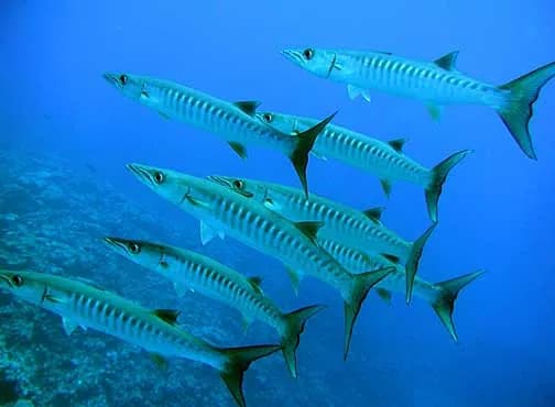 Großer Barrakuda (Sphyraena barracuda)