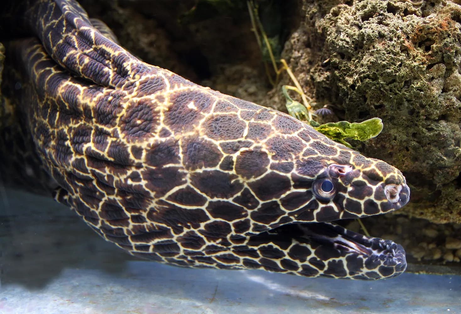 Honingraatmureen (Gymnothorax favagineus)