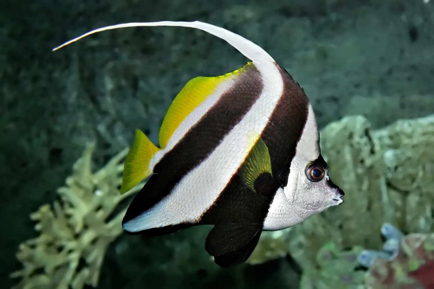 Pez banderola (Heniochus acuminatus)