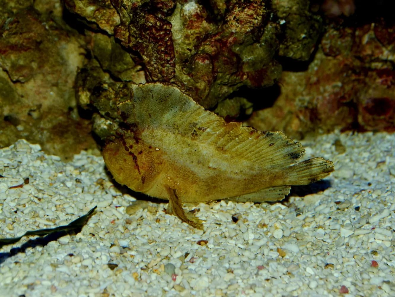 Skorpenka liściowata (Taenianotus triacanthus)