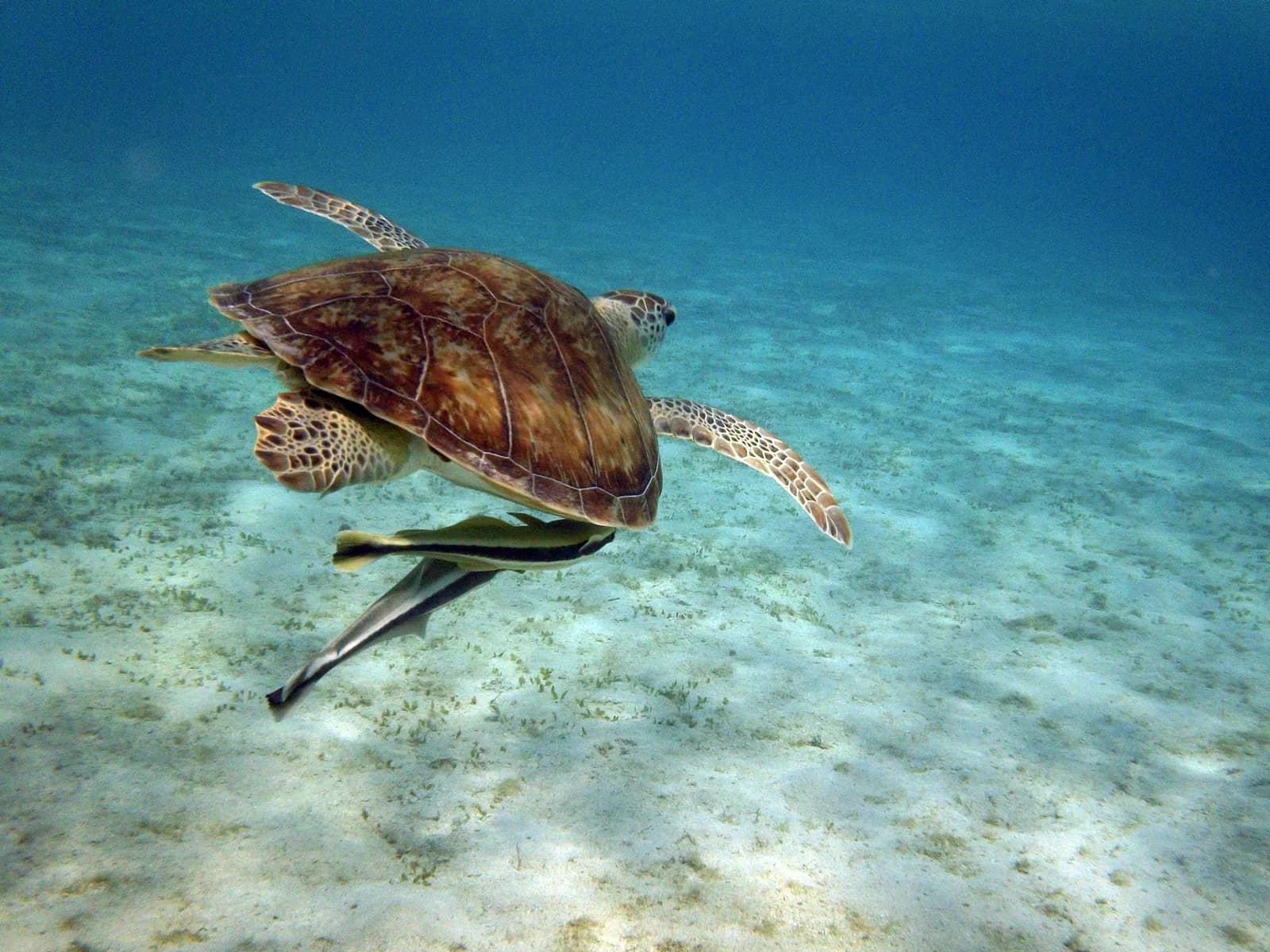 Loggerhead Turtle (Caretta caretta)