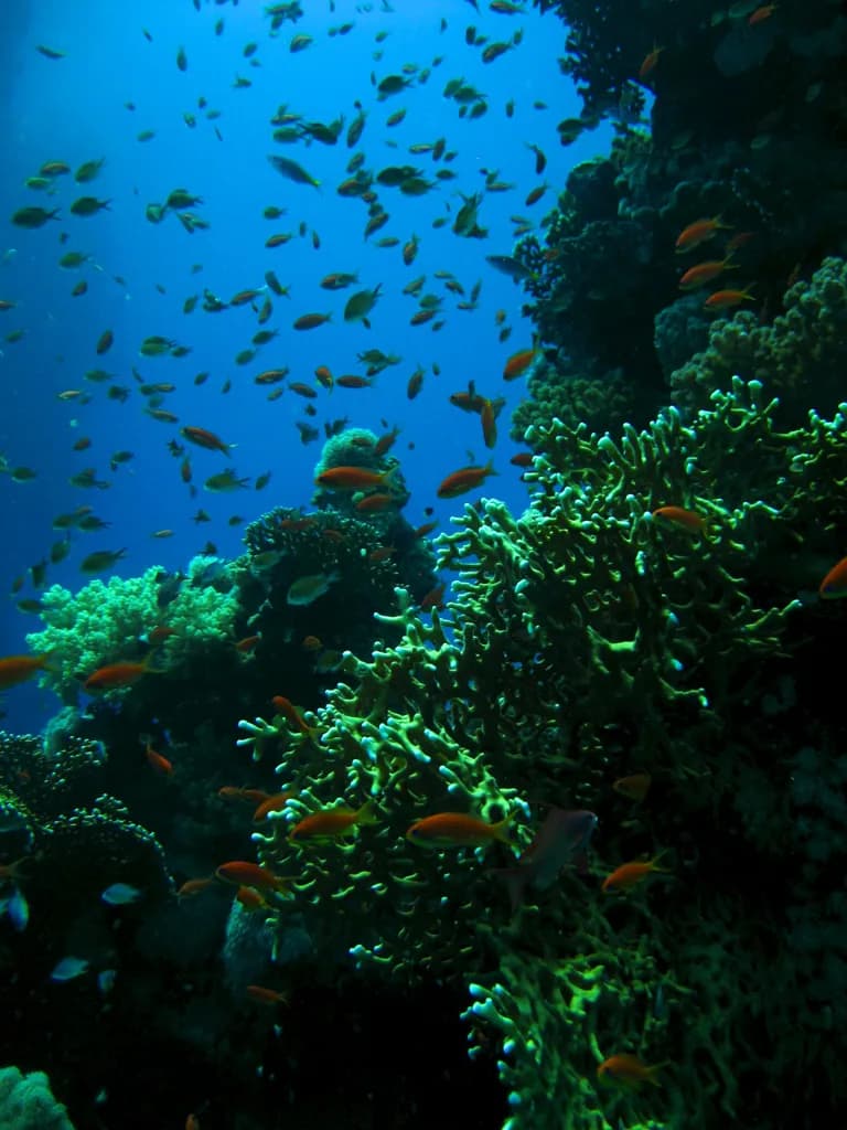Anthias de cola de lira (Pseudanthias squamipinnis)