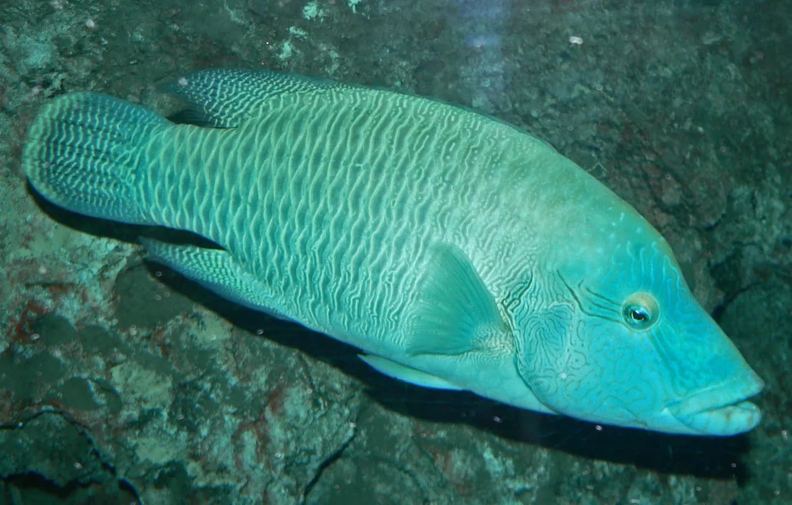 Napoleon (Cheilinus undulatus)