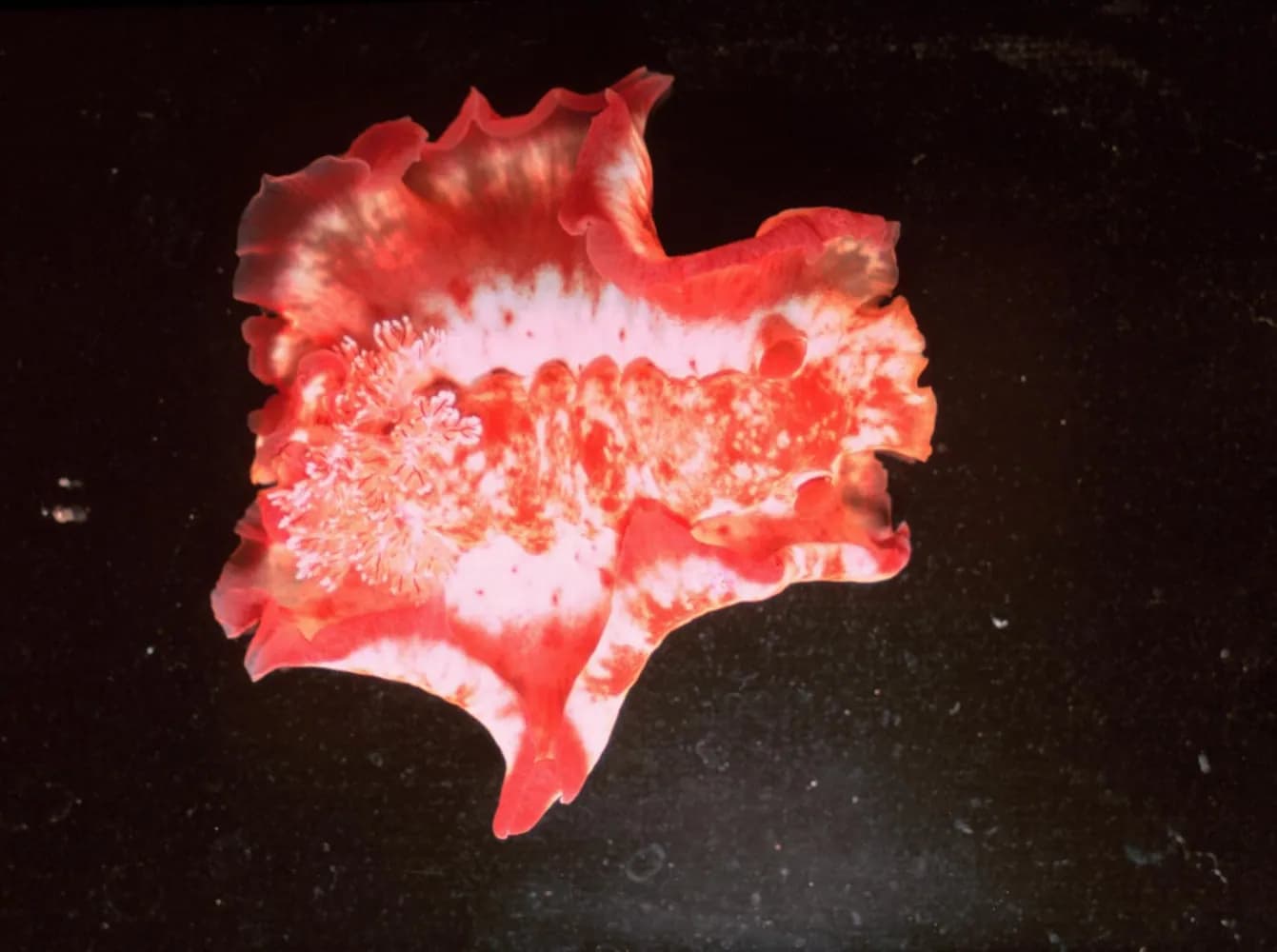 Tancerka hiszpańska (Hexabranchus sanguineus)