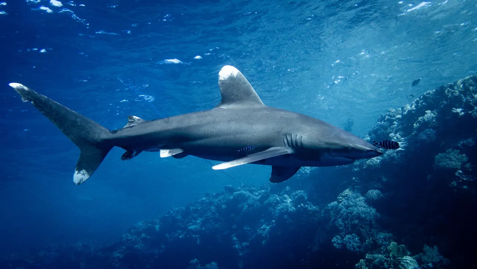 Elphinstone Reef