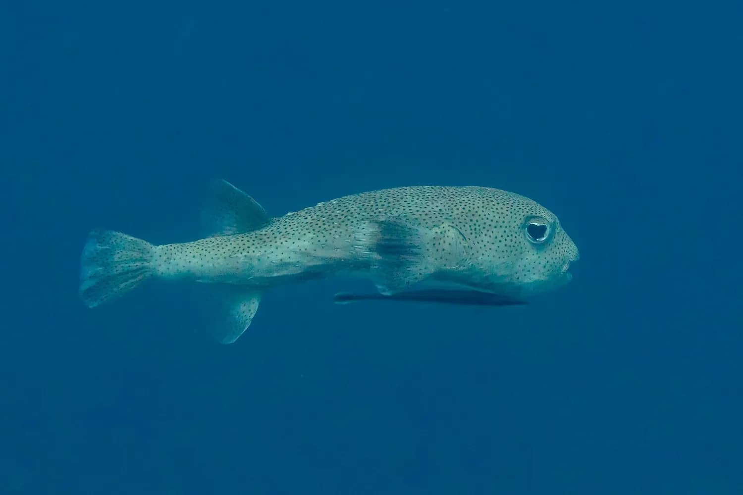 Pez erizo (Diodon hystrix)