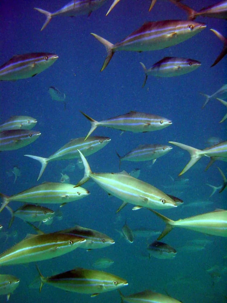 Regenbogenmakrele (Elagatis bipinnulata)