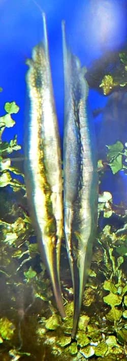 Bekasik morski (Aeoliscus strigatus)