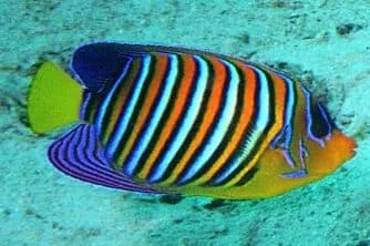 Pez angel real (Pygoplites diacanthus)