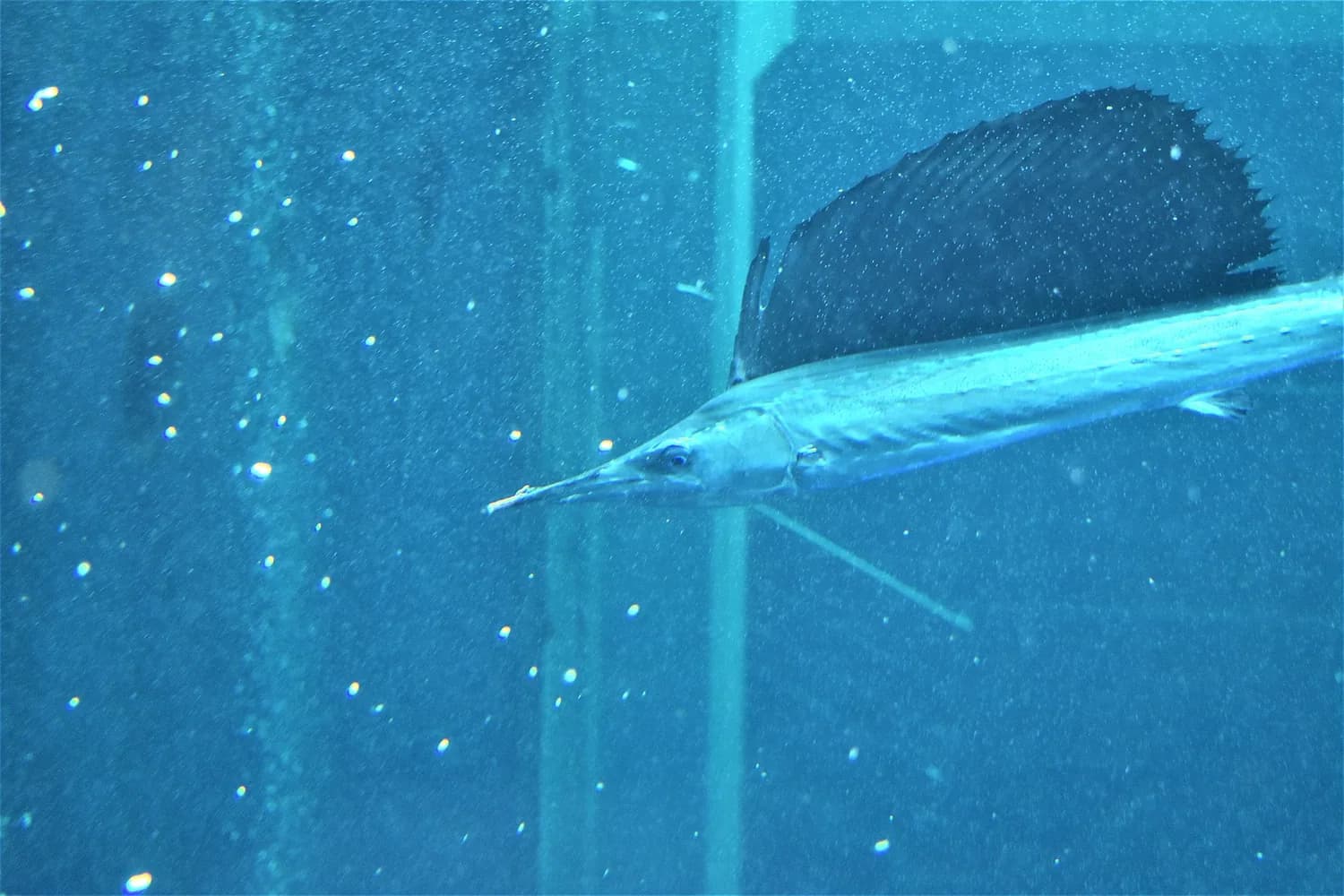 Indopazifischer Fächerfisch (Istiophorus platypterus)
