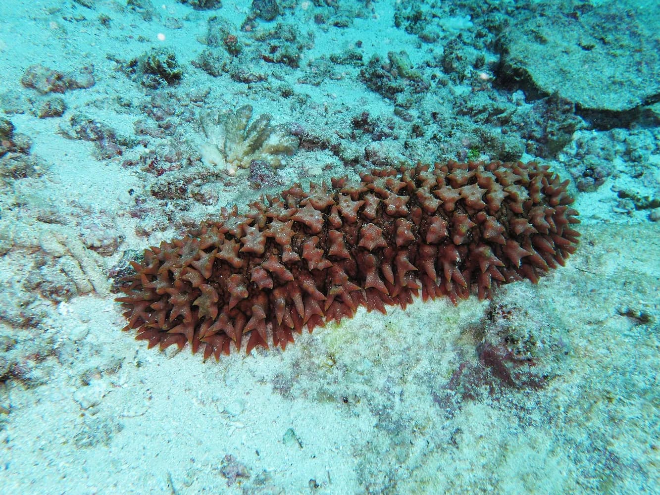 Sumýš ananasový (Thelenota ananas)