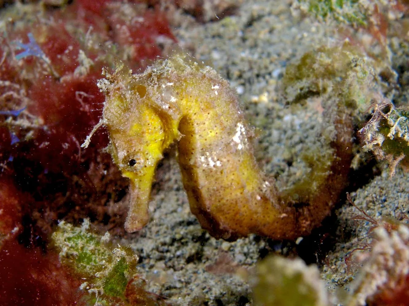 Konik morski zwyczajny (Hippocampus kuda)