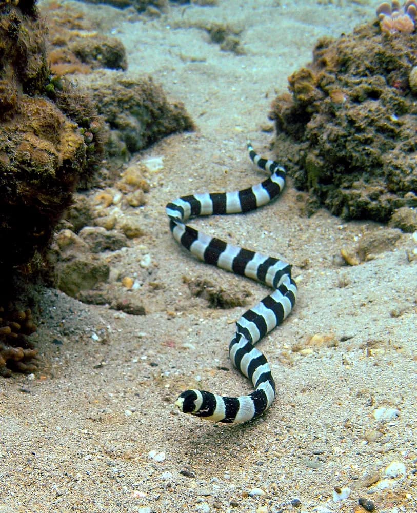 Gebande slangaal (Myrichthys colubrinus)