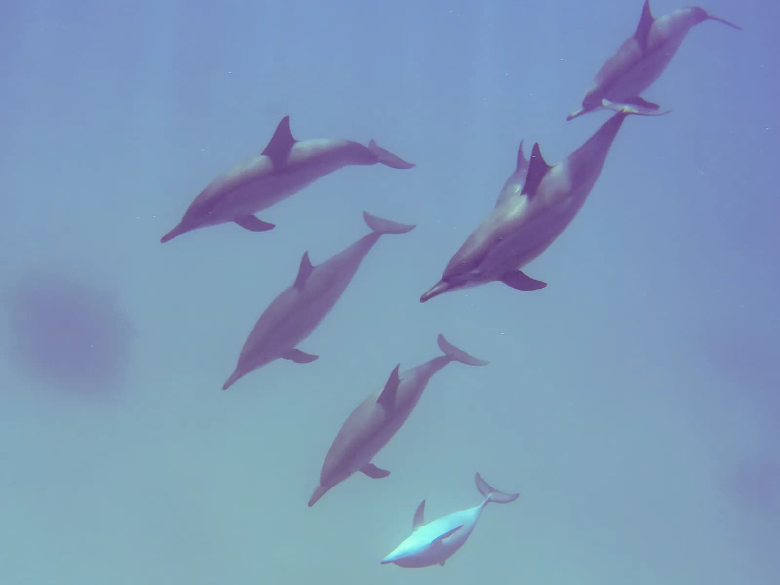 Spinner dolphins