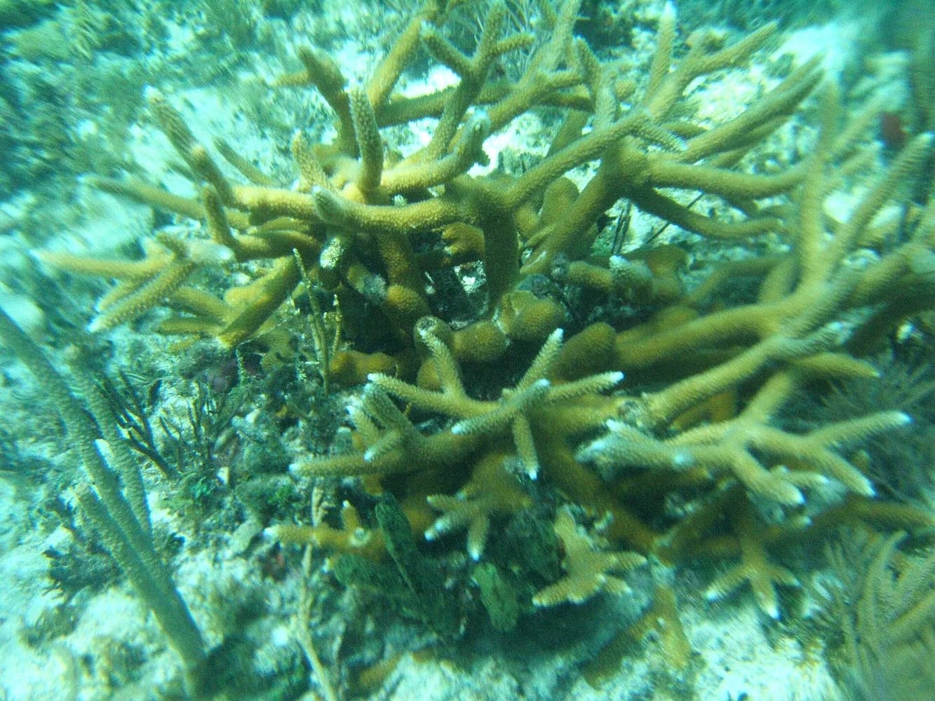 ミドリイシ（スタッグホーンコーラル） (Acropora cervicornis)