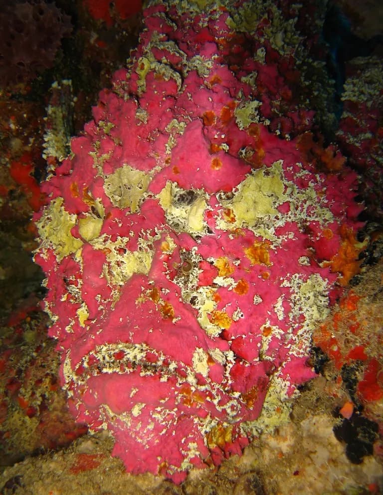 Ryba kamienna (Synanceia verrucosa)