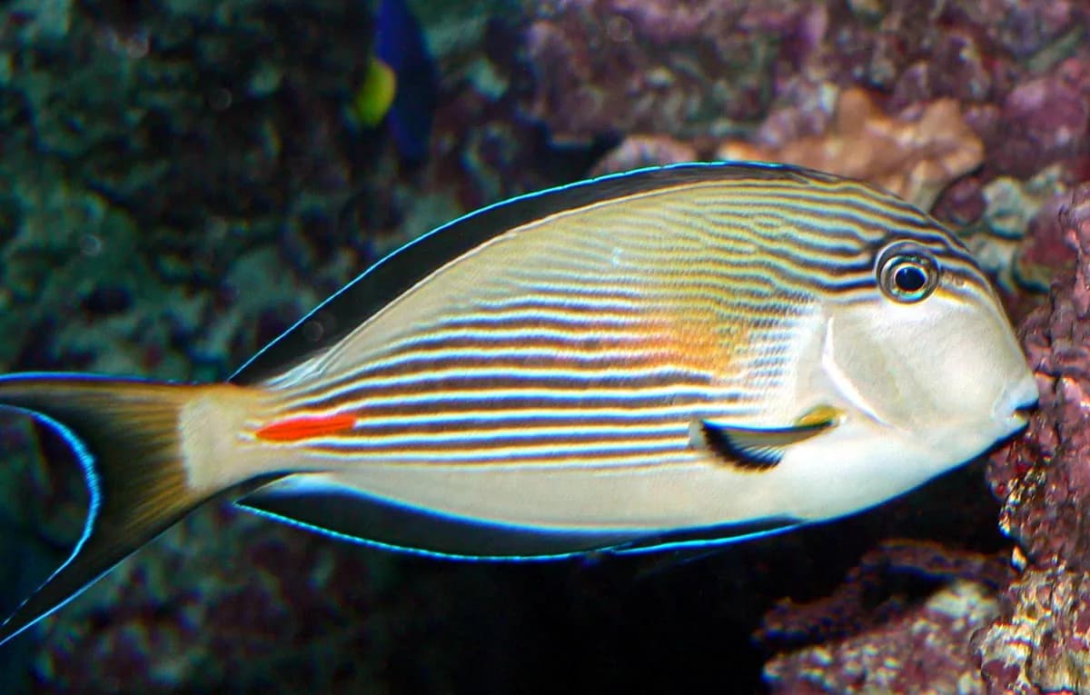 Pez cirujano sohal (Acanthurus sohal)