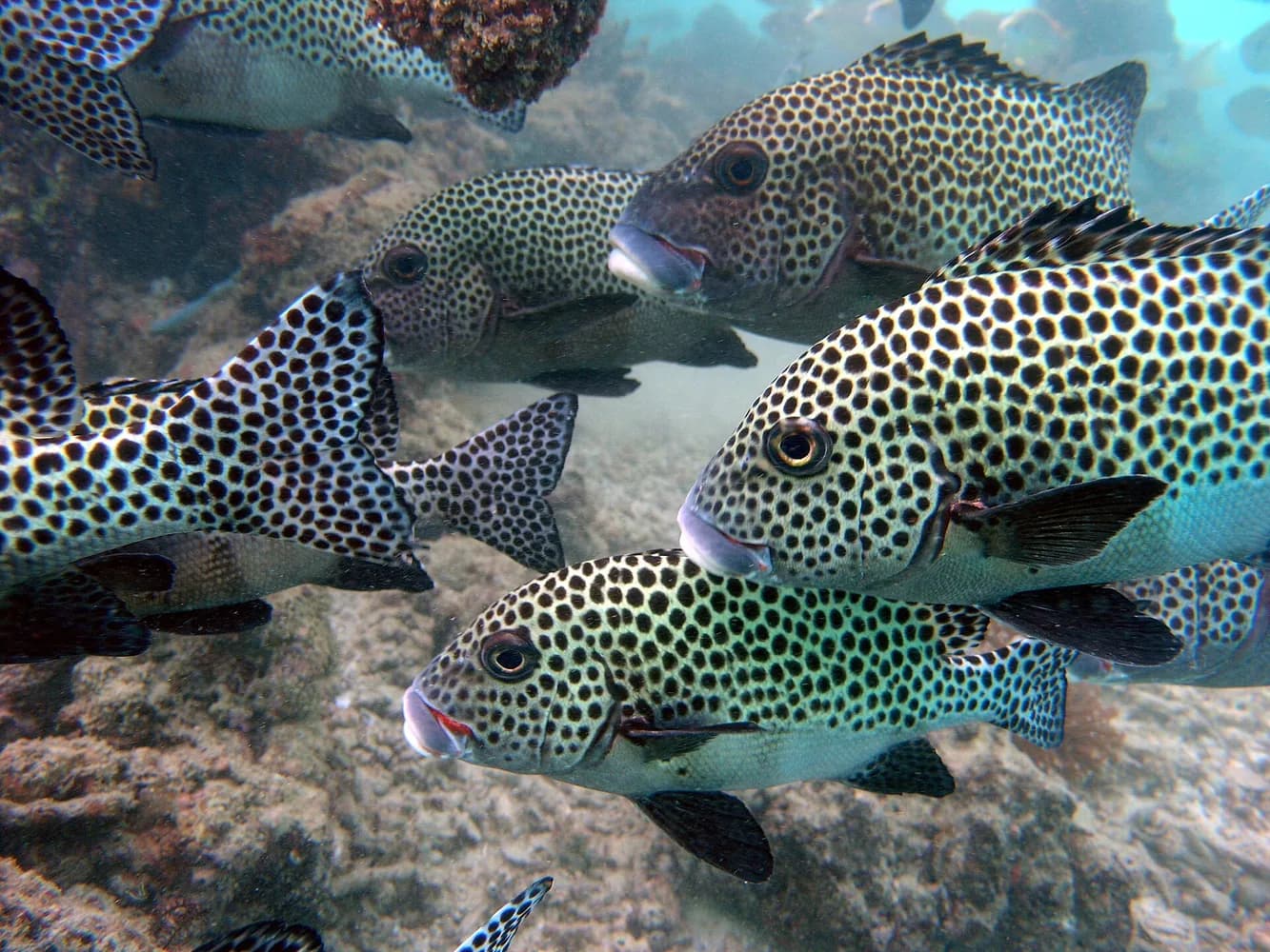 Labio dulce arlequin (Plectorhinchus chaetodonoides)