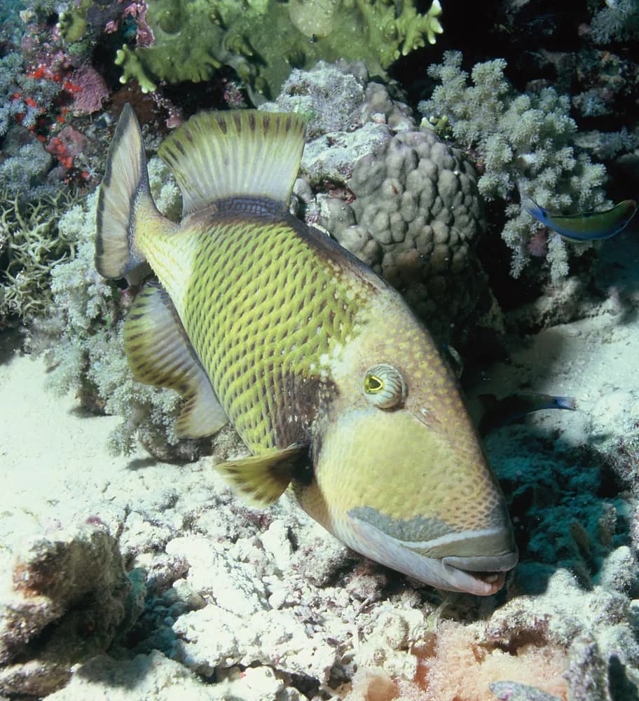 Pez ballesta titan (Balistoides viridescens)