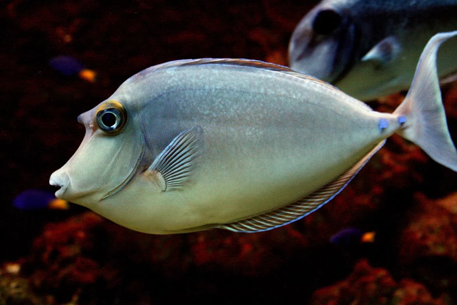 Pez unicornio de espina azul (Naso unicornis)