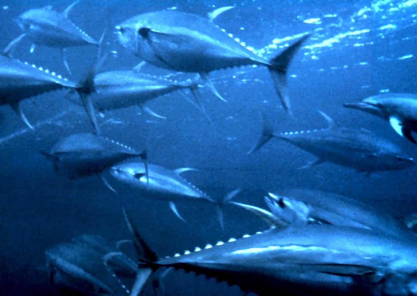 Gelbflossen-Thunfisch (Thunnus albacares)