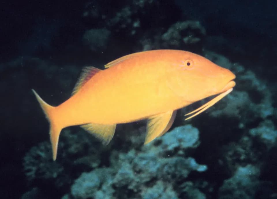 Salmonete de silla amarilla (Parupeneus cyclostomus)