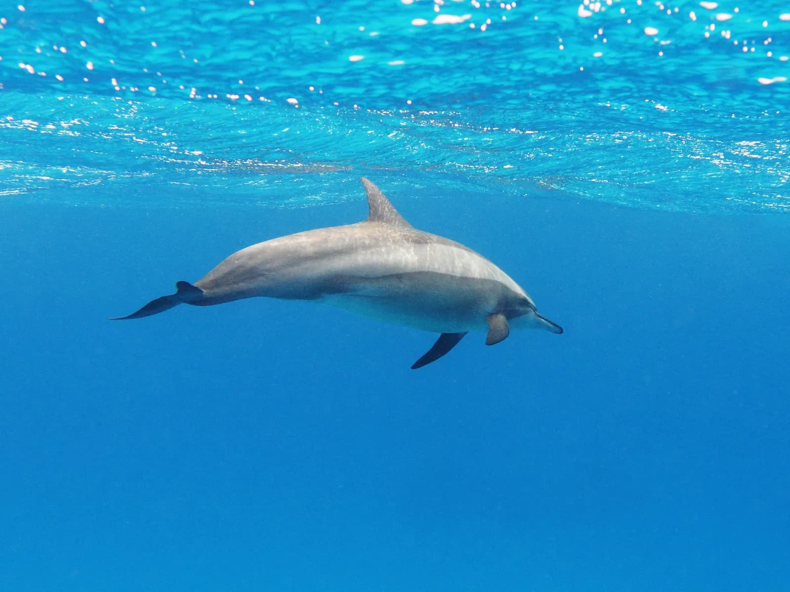Spinner dolphins