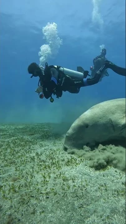 Diver hovering above a dugong feeding on the seagrass meadow - our own footage