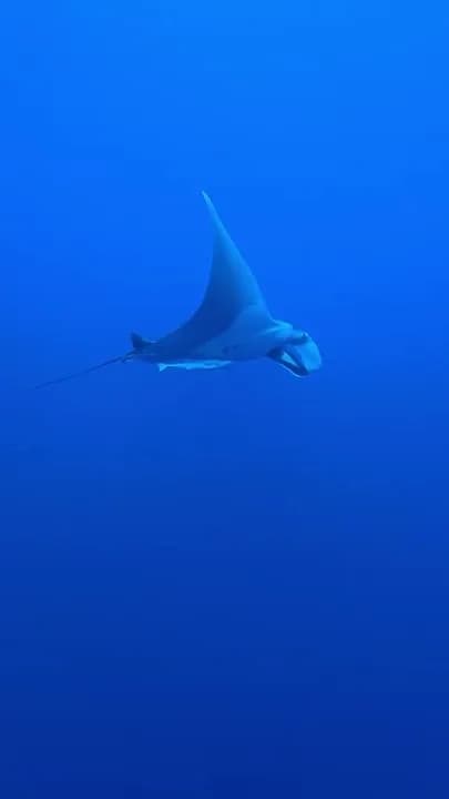 Reef manta gliding past the wall at Elphinstone Reef - our own footage